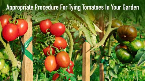 Exploring the Healing Properties of Tomato Pinnacle Witchcraft